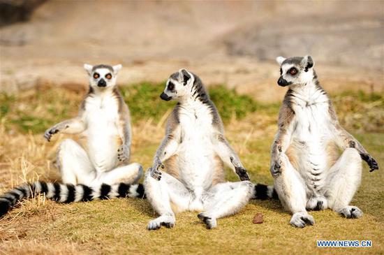 Ring-tailed lemurs sit in early winter sun in Qingdao