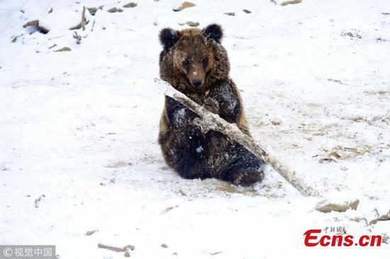 Bear cubs enjoy playing in snow