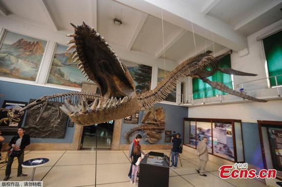 Skeleton of giant marine reptile on show in Buenos Aires