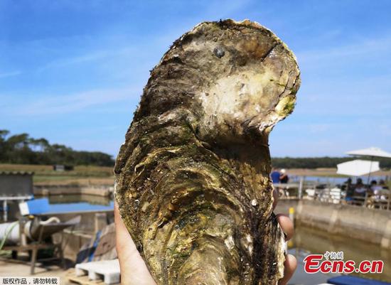Too much to swallow, giant oyster found off French coast 