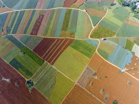 Colorful pineapple plantation base in Guangdong