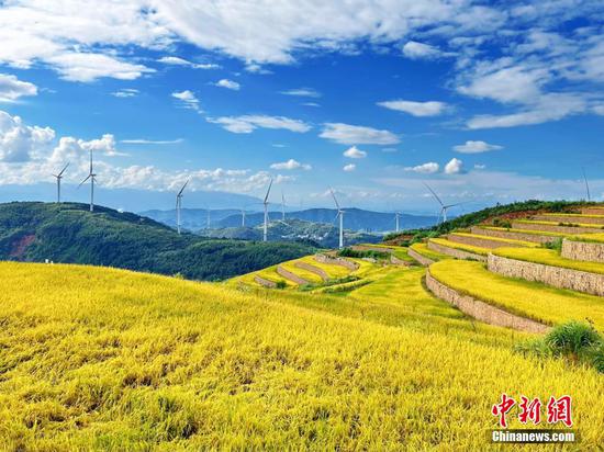 Abandoned quarry turned rice field harvests in Guangxi