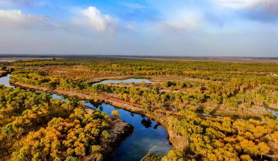 Autumn scenery of desert poplar forest along Tarim River in Xinjiang