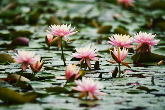 Blooming water lilies in West Lake resemble Monet's painting