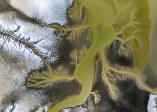 'Tidal trees' appear on E China wetland