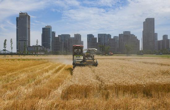 Harmony of rural harvest and urban skyscrapers near Hangzhou Asian Games Village