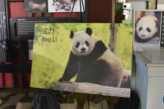 Two giant pandas to arrive at Washington National Zoo