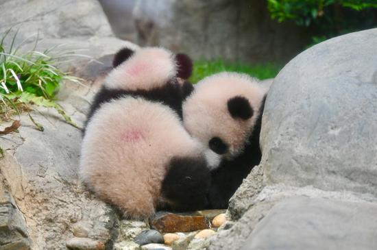 Cute panda twins meet media in Hong Kong