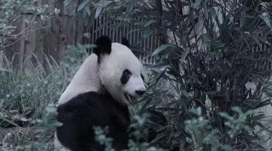 Photo shows giant panda Yong Ming, which died on Jan. 25, 2025 in Chengdu, southwest China's Sichuan. (Photo from Chengdu Research Base of Giant Panda Breeding) Photo shows giant panda Yong Ming, which died on Jan. 25, 2025 in Chengdu, southwest China's Sichuan. (Photo from Chengdu Research Base of Giant Panda Breeding)
