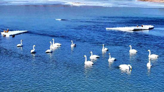 Migratory birds flock to middle reaches of Yellow River in Spring