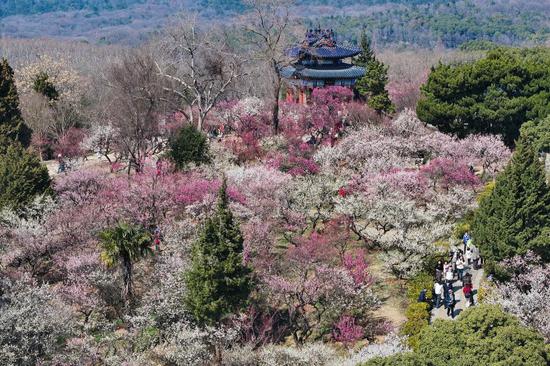 Plum blossoms bring spring to east China's Nanjing