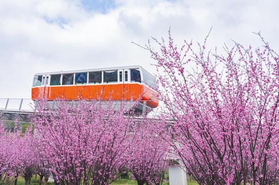 Sightseeing rail car travels through blooming flowers in Chongqing