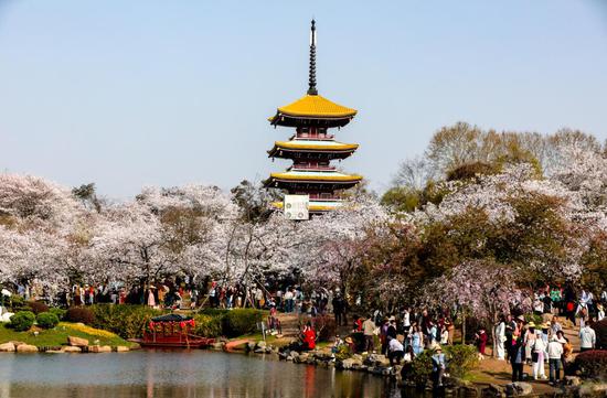 Cherry blossoms adorn Wuhan with spring colors