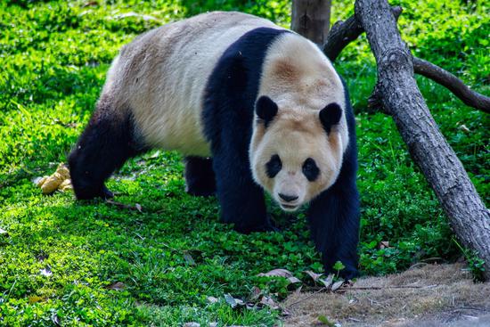 Giant panda Fu Bao enjoys life in Sichuan