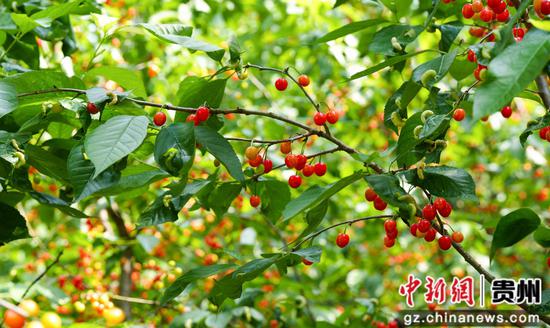 贵州樱桃迎来丰收季